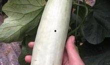 成县的网红瓜在哪里吃,品味当地特色美食之旅